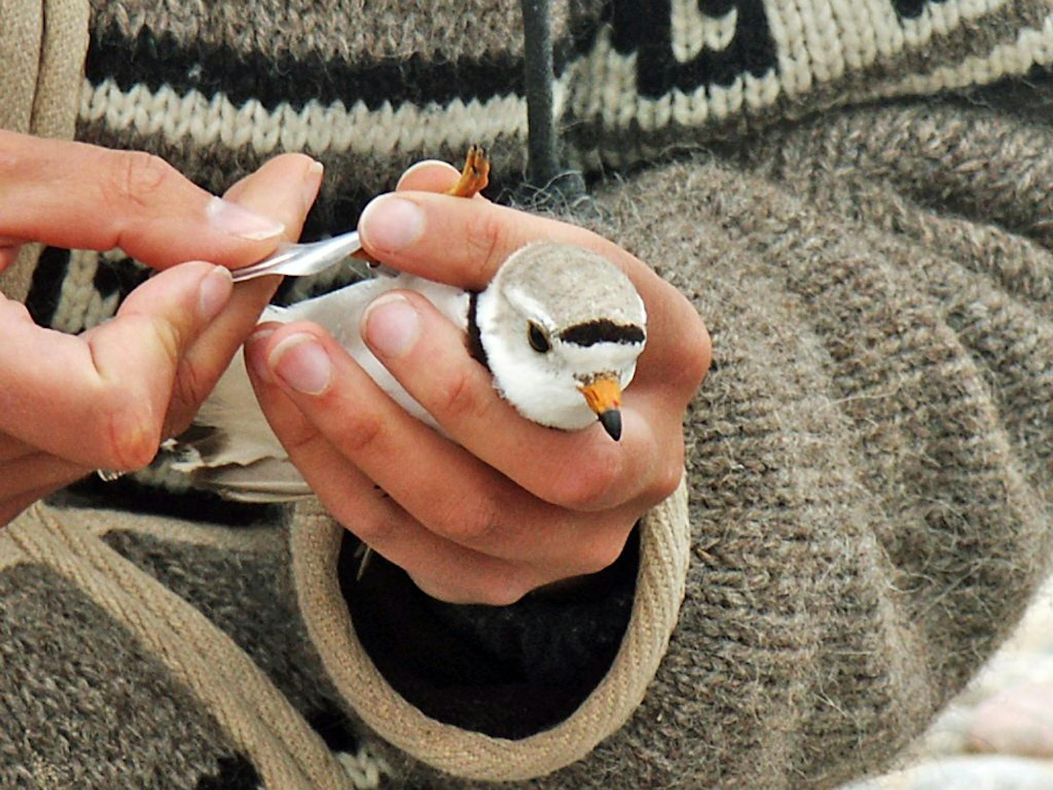 A researcher at Lake Superior State University in Sault Ste. Marie, Mich., banded a piping plover.