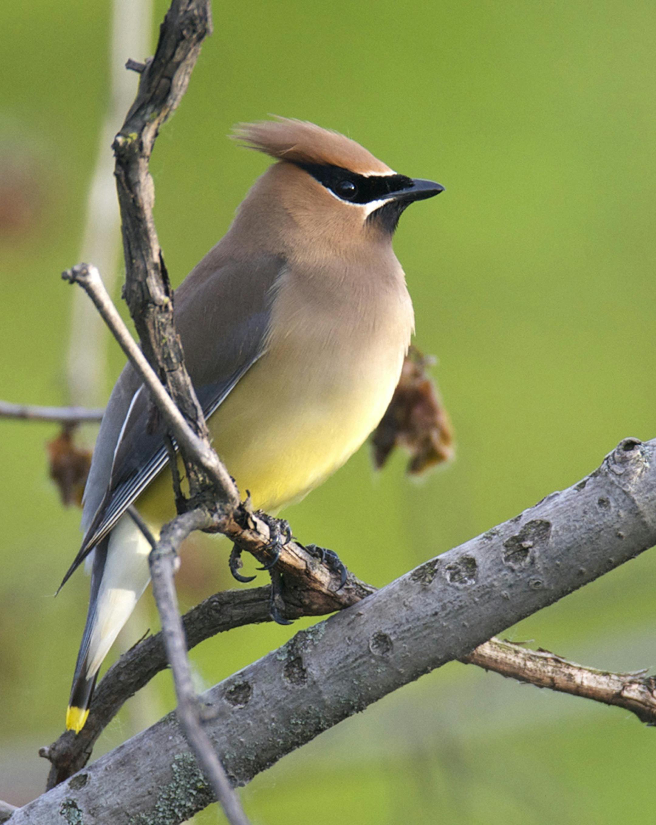 Cedar waxwings were popular on hats.
credit: Jim Williams