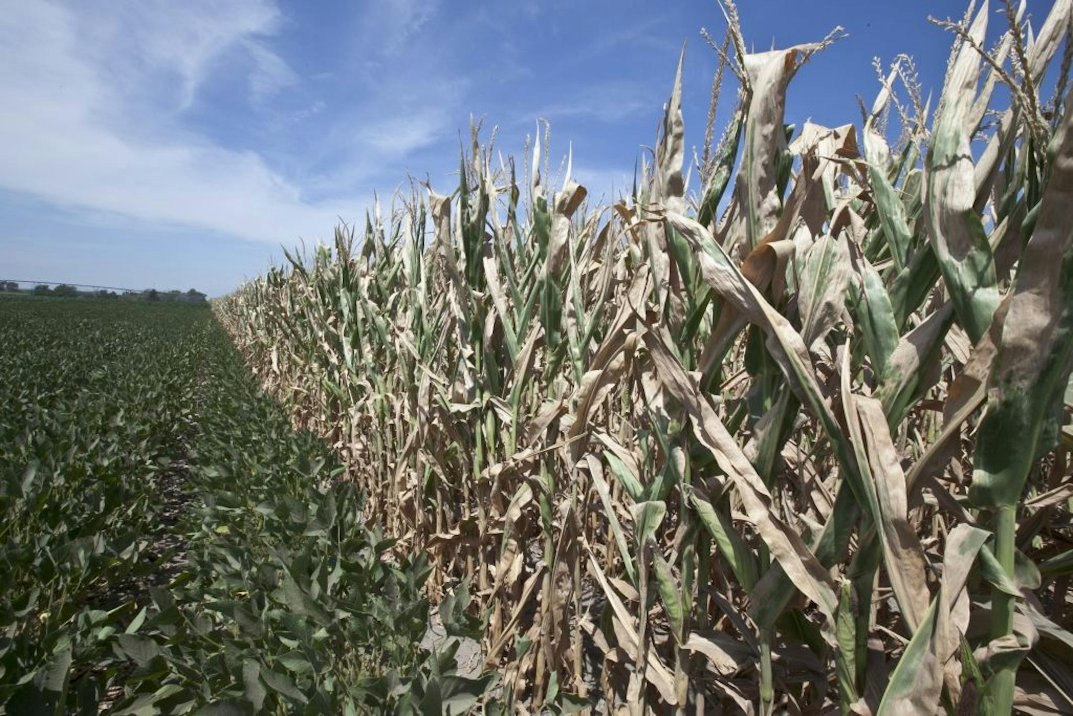A field of soybeans, left, meets drought-damaged corn in Mead, Neb., Tuesday, July 31, 2012.