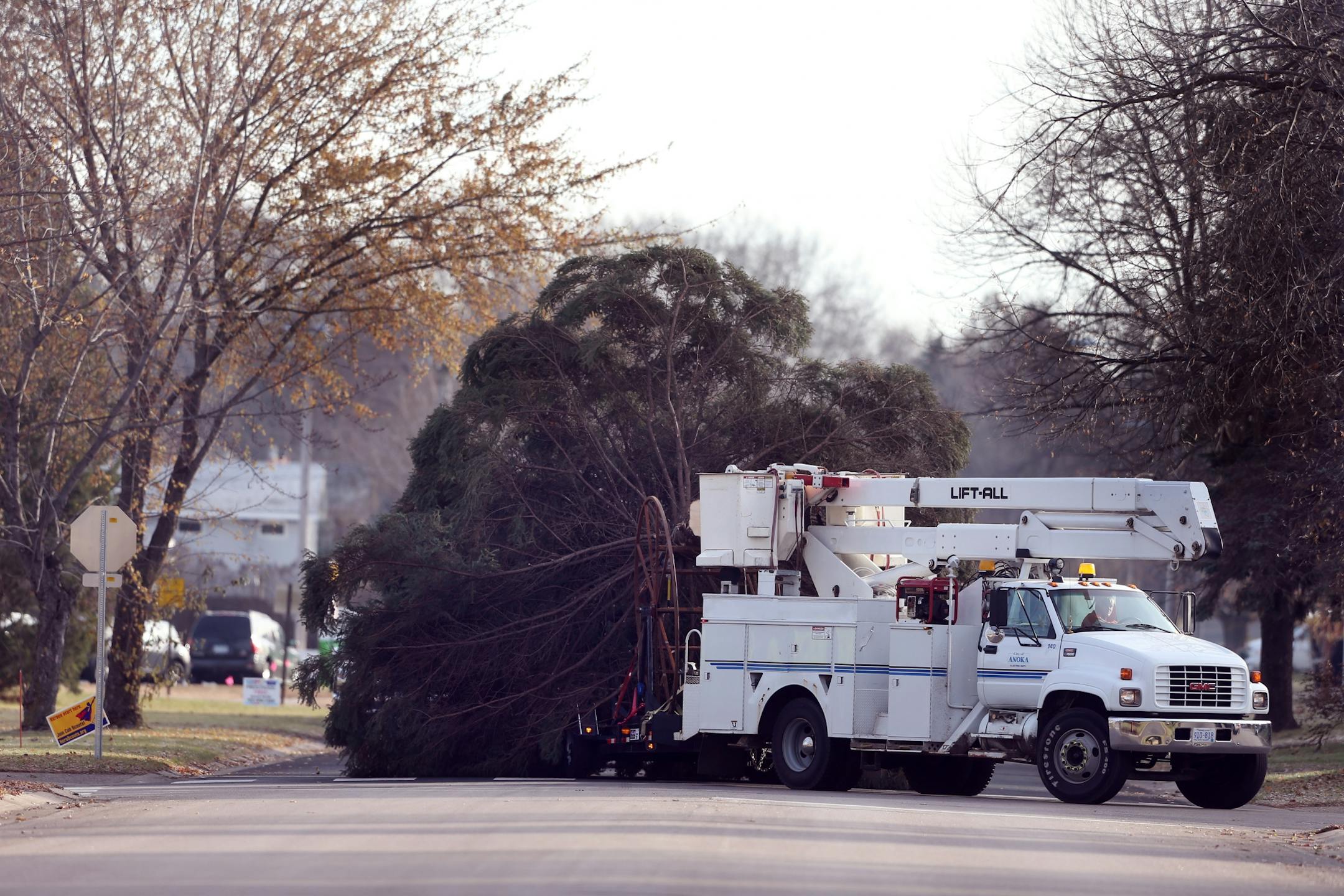 Anoka city crews removed towed 44-foot Black Hills spruce tree from Bob Brass home Monday November 20, 2017 in Anoka, MN. The tree will serve as this years Christmas tree and will be placed in front of City Hall.