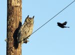 A great horned owl ignores a red-winged blackbird.
credit: Jim Williams