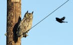 A great horned owl ignores a red-winged blackbird.
credit: Jim Williams