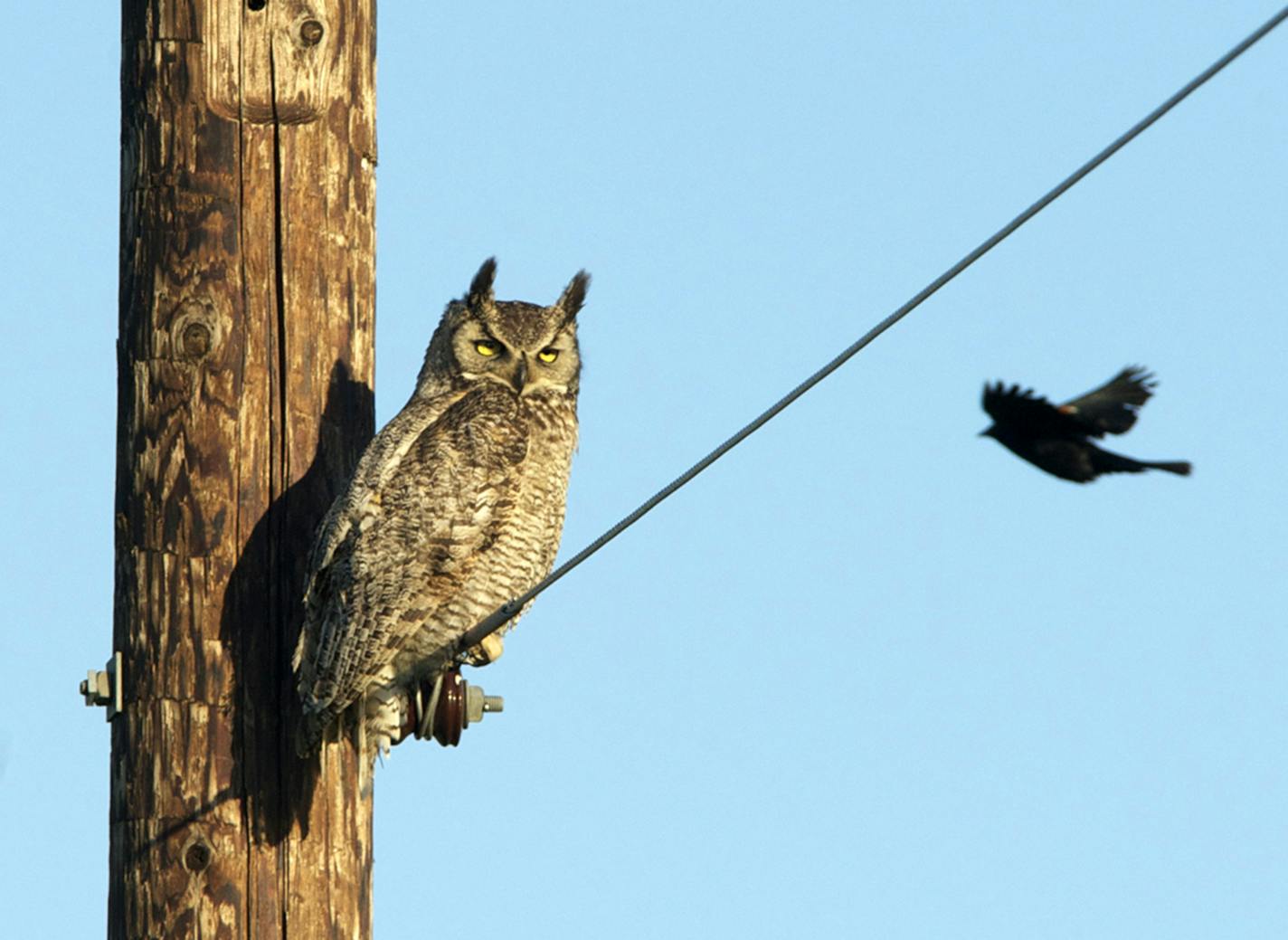 A great horned owl ignores a red-winged blackbird.
credit: Jim Williams