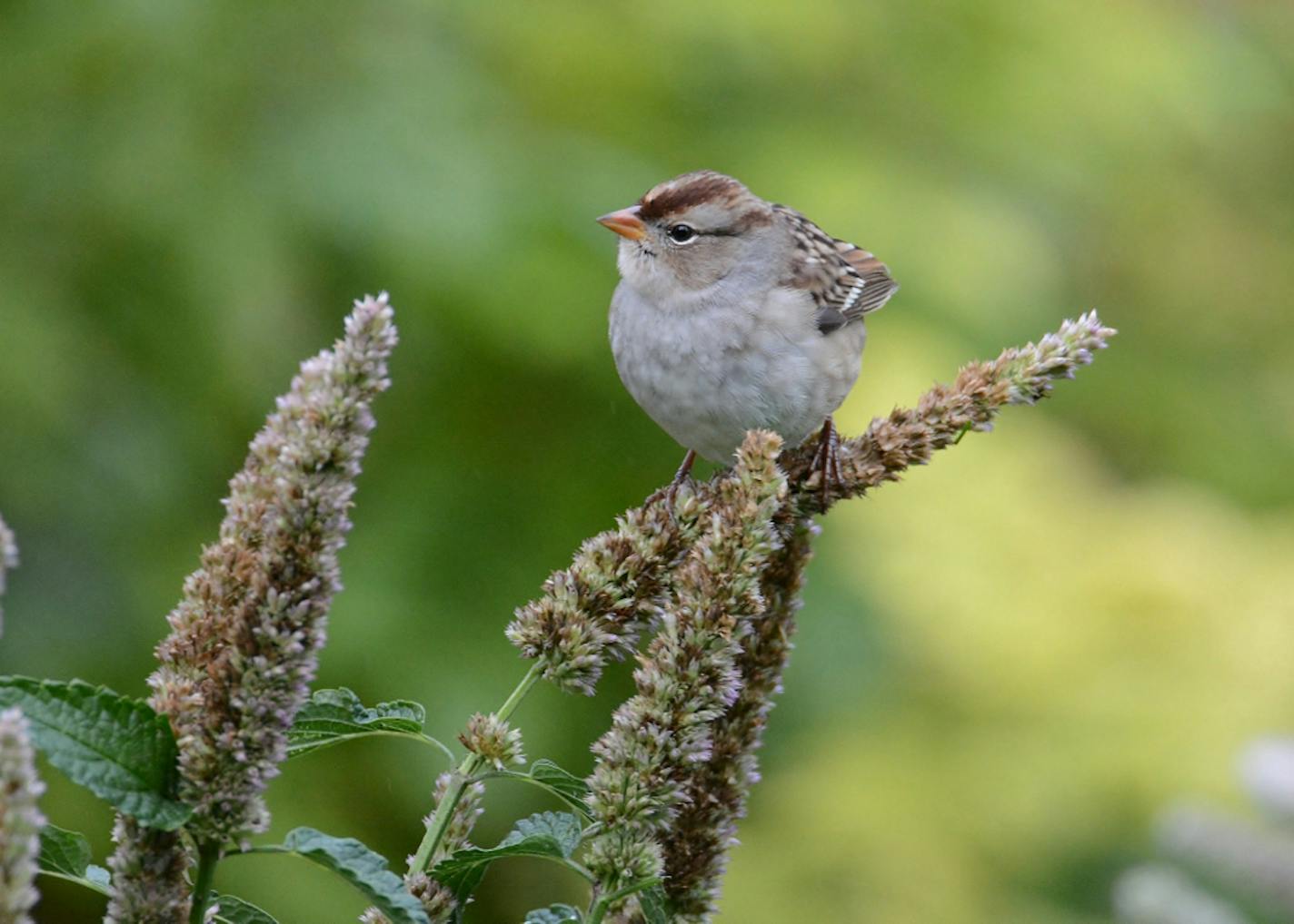 Anise hyssop seeds caught the attention of a migrating white-crowned sparrow in autumn.