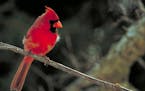 Northern cardinals don't migrate from Minnesota in the winter.