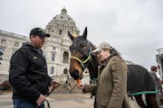 Justin Anfinson, left, watched as Cathy Dessert, Vice President of the Minnesota Harness Racing Inc., fed her horse Numbered Account a carrot at the M