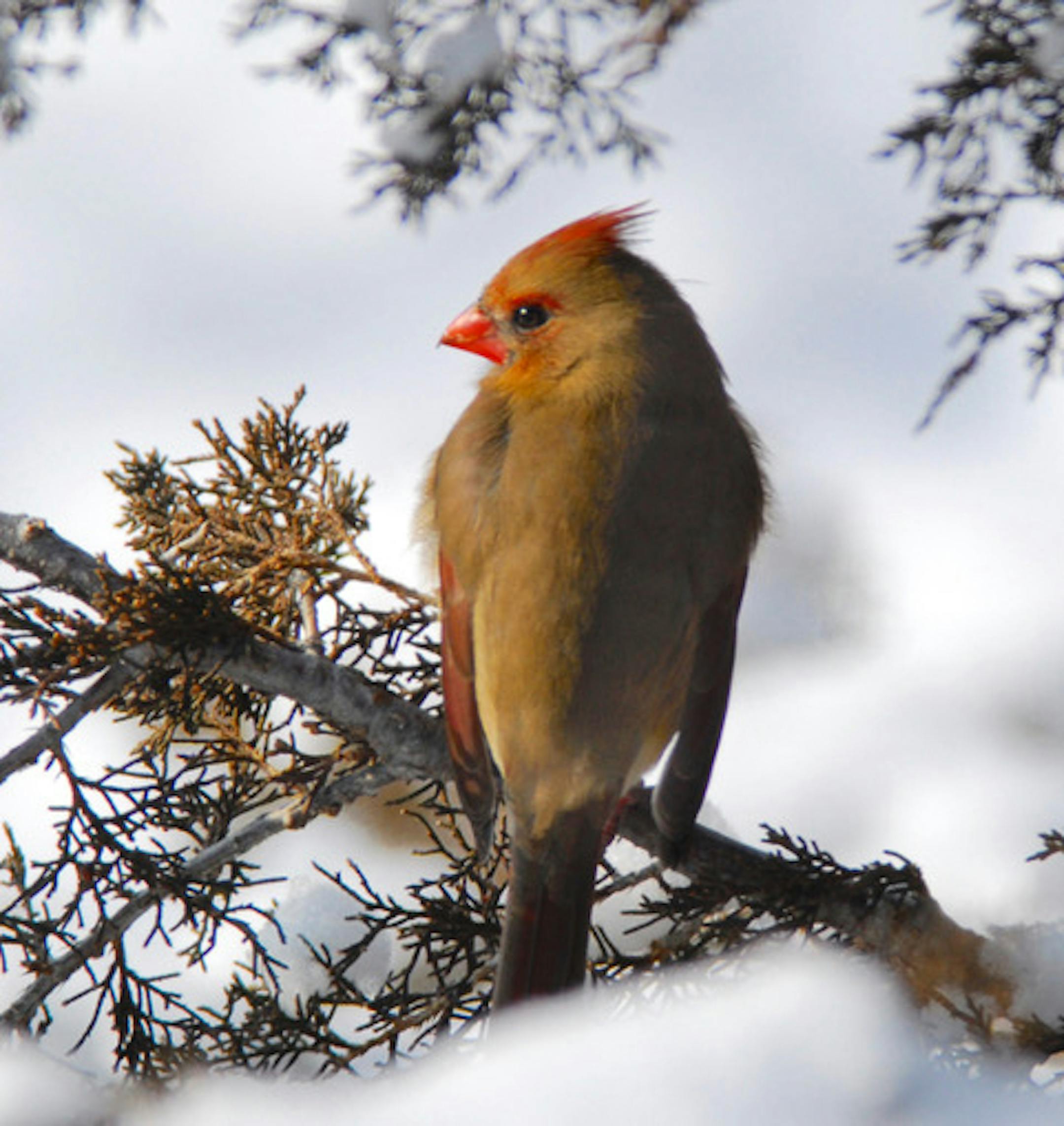 Northern cardinal female
Jim Williams