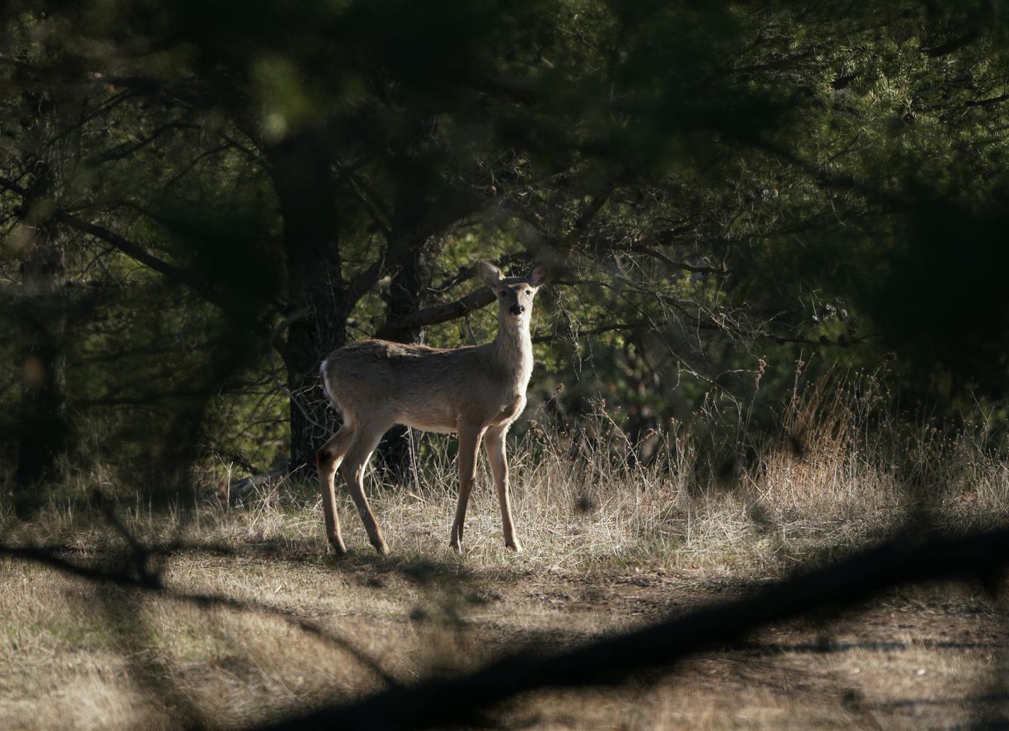 A recent early morning walk through Wild River State Park was both peaceful and eerie. With a slow trickle of visitors and the campgrounds and visitor center closed, it seemed the wildlife was more relaxed and visible as life returned to the spring woods. Here, a whitetail deer spots an early morning photographer near an opening in the woods. ] What'll take to reopen parks and rec areas to campers, naturalist programs? How big is the revenue hit to DNR parks and trails? How should visitors plan their summers?