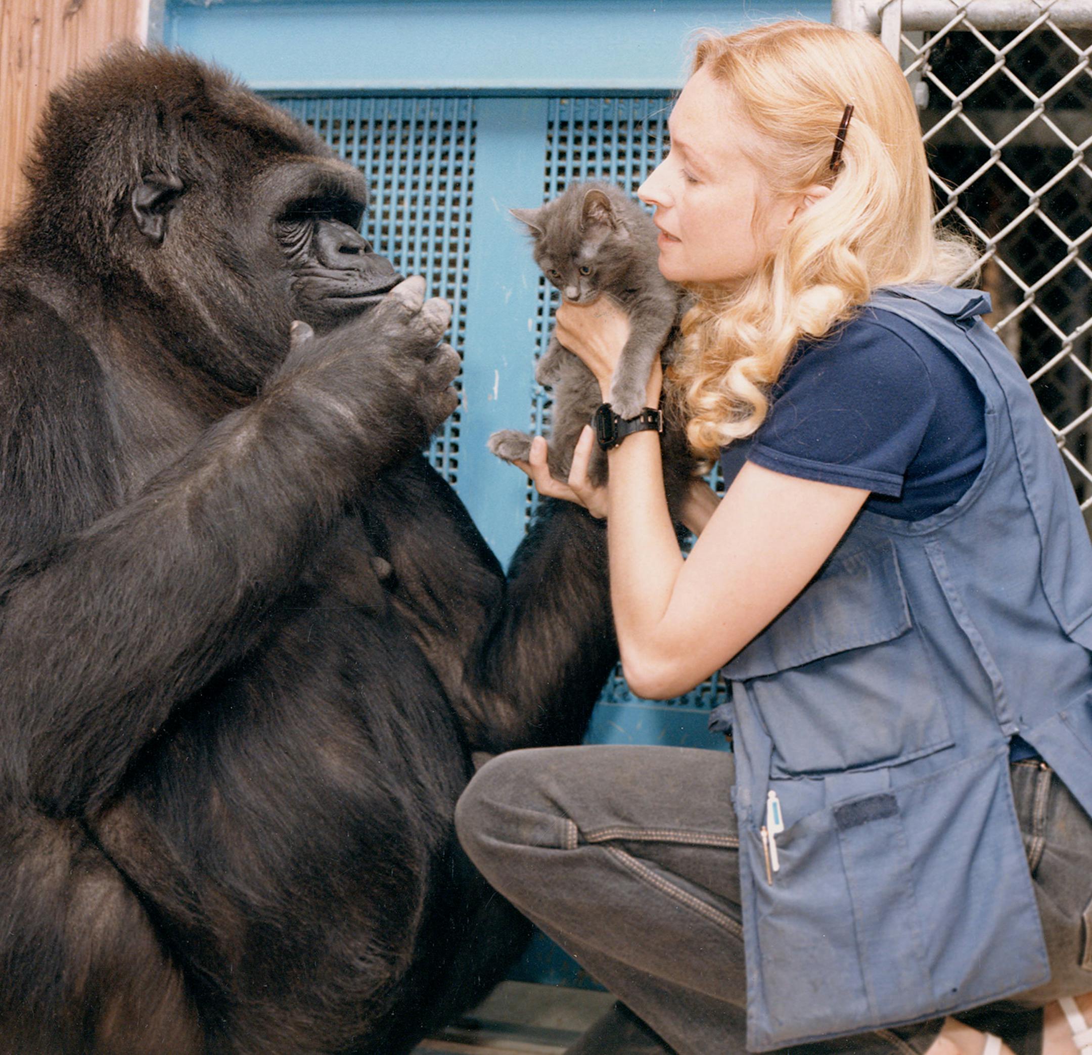 Credit: Courtesy of &#xa9; 2015 The Gorilla Foundation / Koko.org Photo by Ron Cohn Koko & Penny Patterson. Penny passes Koko a kitten, Koko signing &#xec;good&#xee;. Koko&#xed;s trailer, the Gorilla Foundation