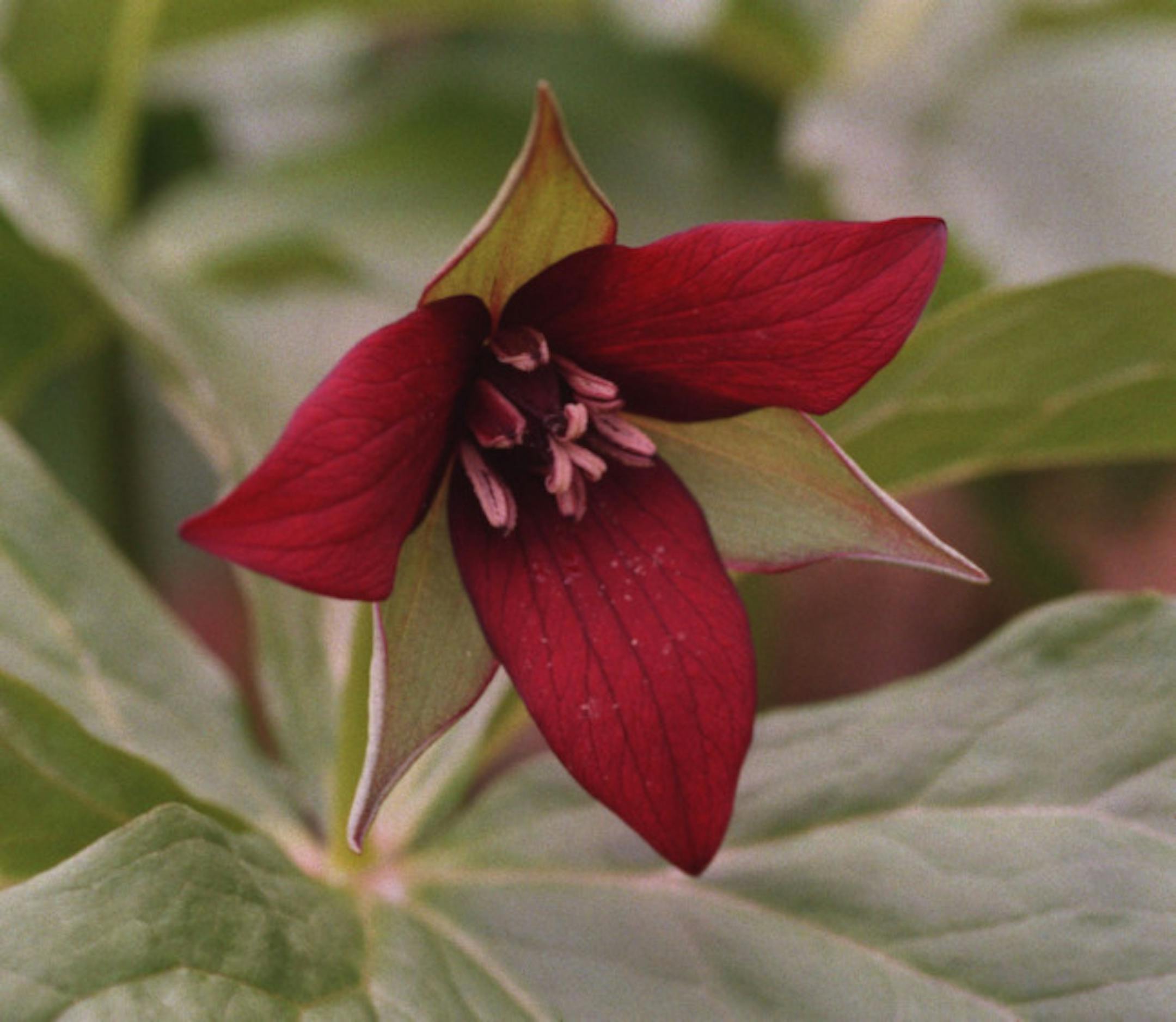 File photo of purple trillium blooms in the Eloise Butler Wildflower Garden.