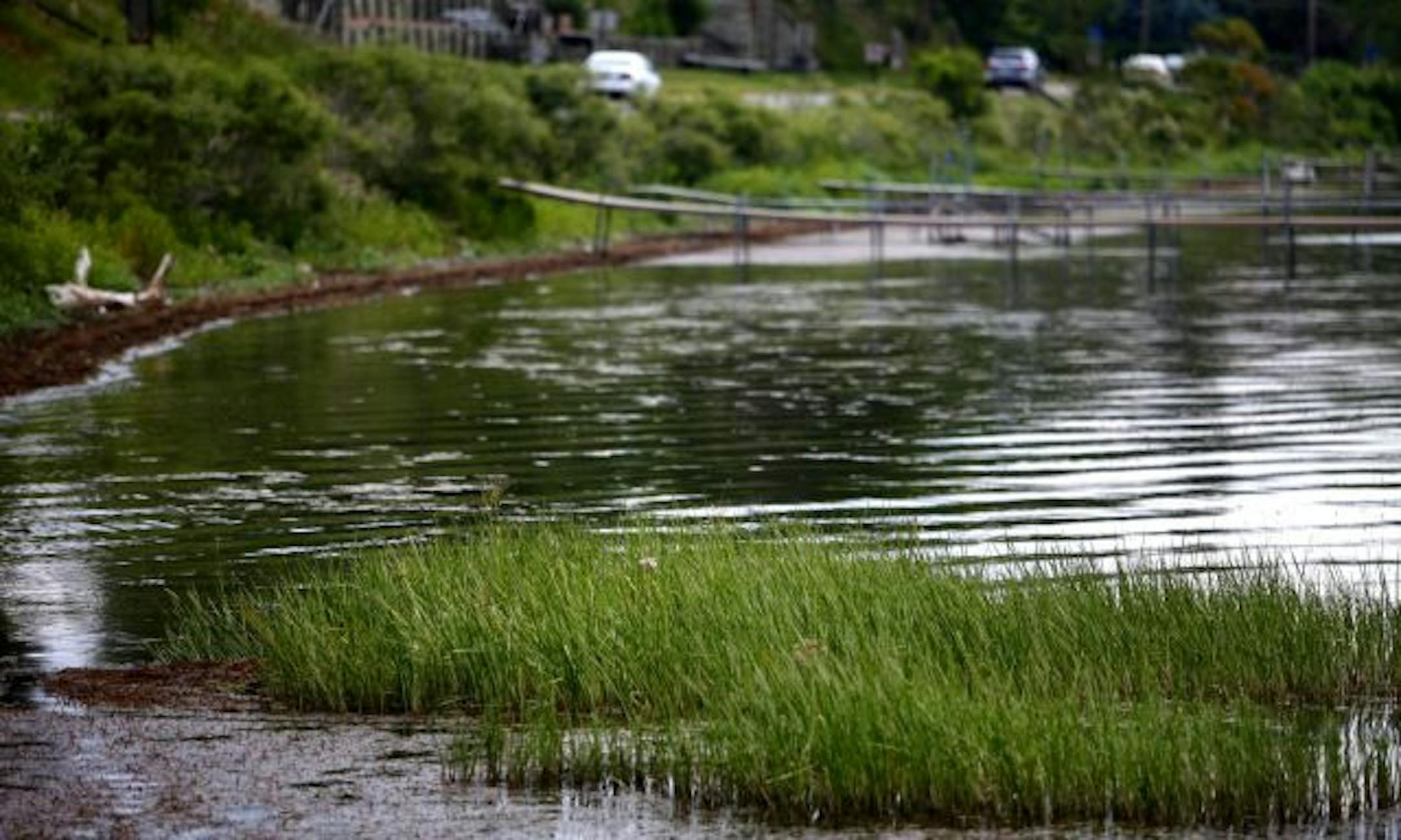 The plant grows in shallow water and can become dense enough to make access from shore difficult. The plant was first found in Minnesota waters in 1968 and now is in 21 lakes. It's against the law to buy or transplant Flowering Rush.