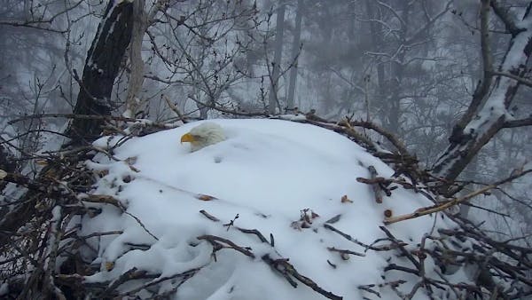 An image of the female eagle protecting its eggs amid a blizzard last February went viral.
