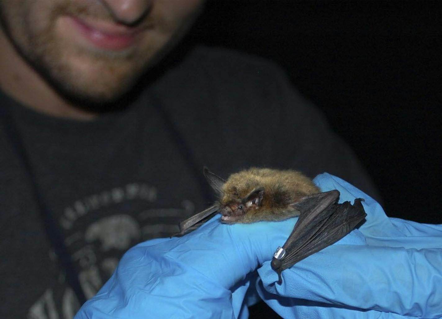 Minnesota researchers are netting and tracking bats in the hopes of fending off the effects of white-nose syndrome, a lethal disease killing populations by the millions. Star Tribune photo by Bob Timmons