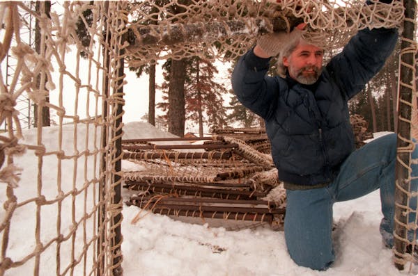 Glenn Del Giudice, shown in 1996, on a deer management project.