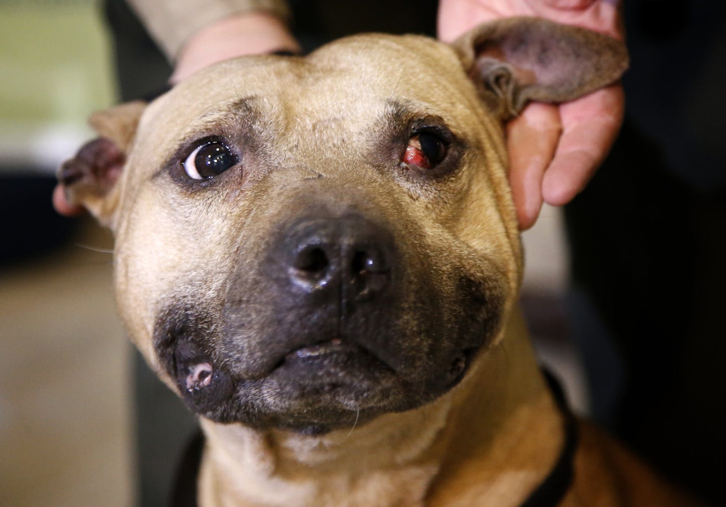 A Pitt bull that was used for dogfighting was shown to the media during a press conference at the Minneapolis Animal Care & Control. Officers from Minneapolis Animal Care & Control, the Minneapolis Police Department, and other law enforcement agencies found 15 pit bulls, two guns, narcotics, dog fighting paraphernalia, and a dog fighting training manual while executing 10 search warrants at addresses that are all connected to a suspected dog fighter.