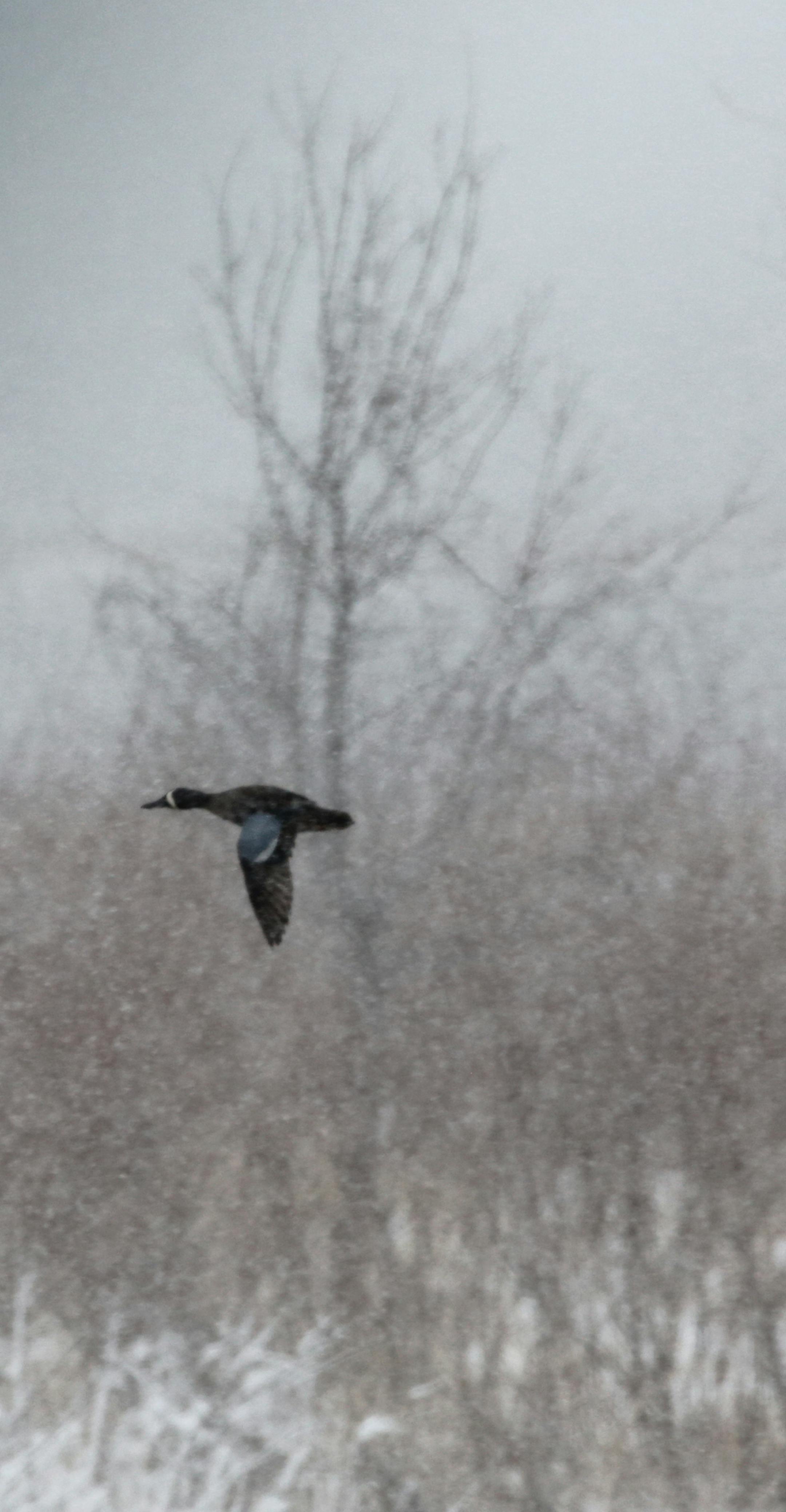 Even in a whiteout, the telltale wing patch of a blue-winged teal helps identify this duck. It’s flying against the snow.