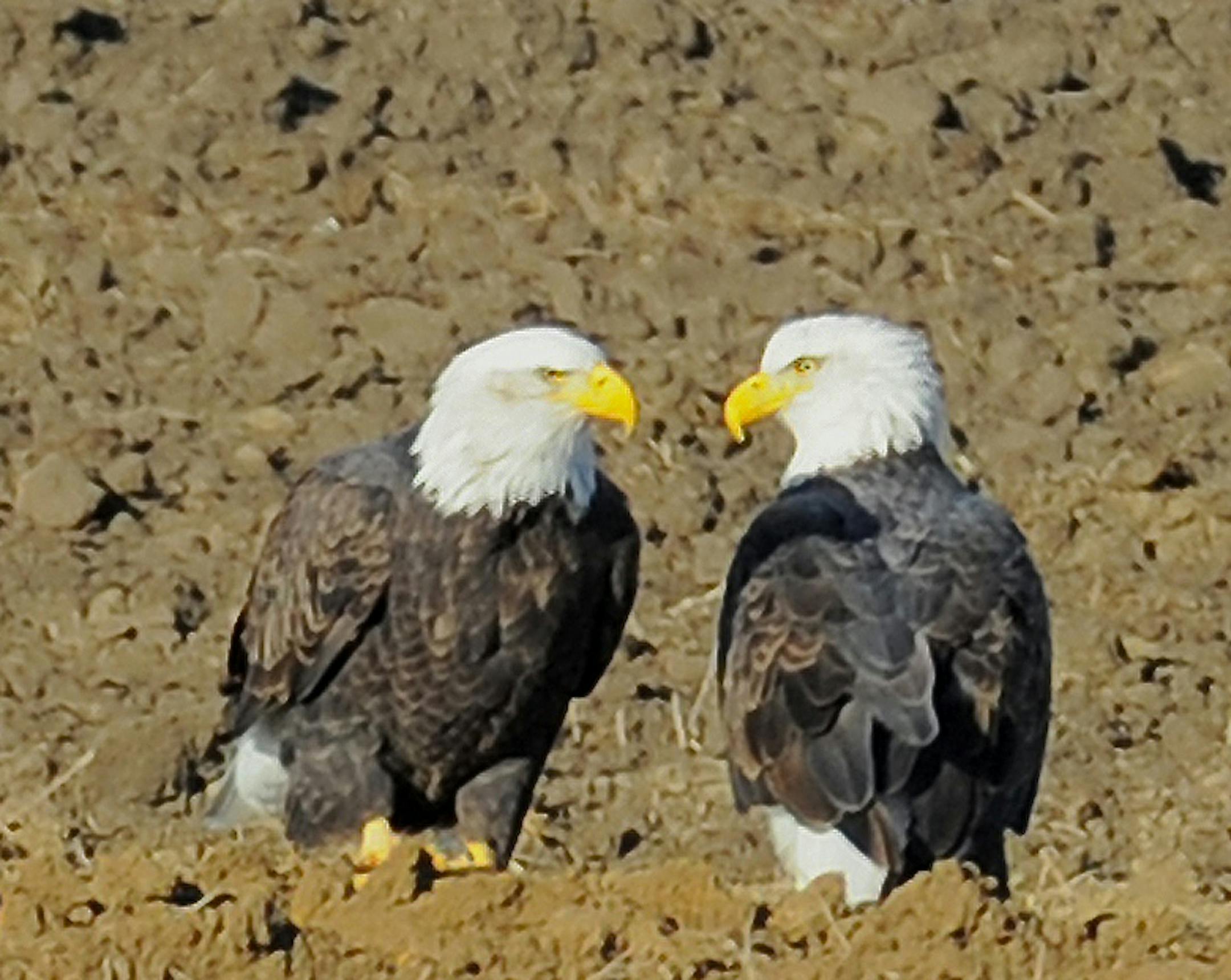 credit: Jim Williams What are these eagles doing, standing in a field, with no fish around for miles? See the response to a reader&#x201a;&#xc4;&#xf4;s question for the fascinating answer.