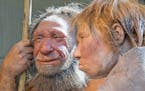 The March 20, 2009 file photo shows the prehistoric Neanderthal man "N", left, as he is visited for the first time by another reconstruction of a homo