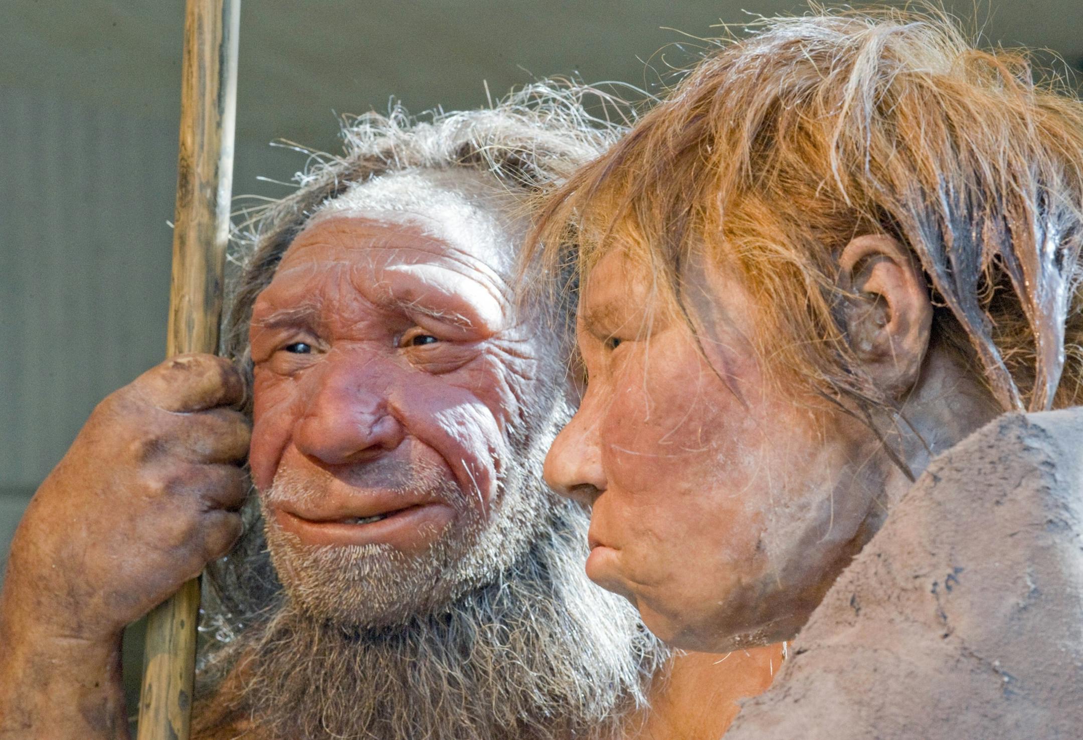 The March 20, 2009 file photo shows the prehistoric Neanderthal man "N", left, as he is visited for the first time by another reconstruction of a homo neanderthalensis called "Wilma", right, at the Neanderthal museum in Mettmann, Germany.