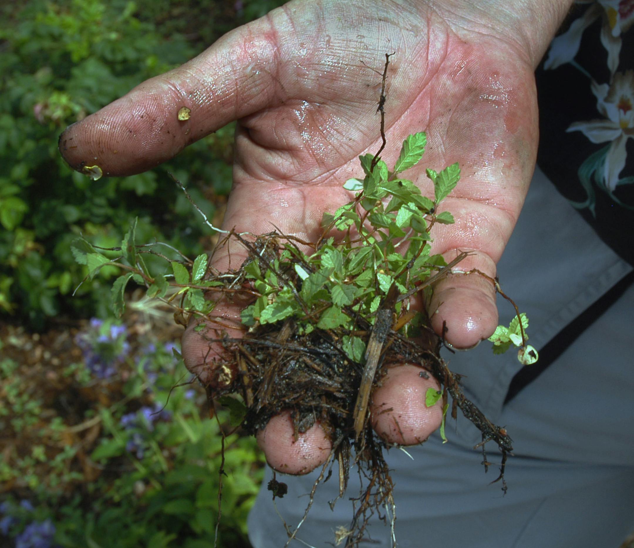 KYNDELL HARKNESS/Star Tribune Ed Hollanitsch holds a bunch of little elm trees in his hand. He says that is this a part of the hard work that they have to do weeding these little elms by hand. Hollanitsch retires after more than 30 years with the parks department. GENERAL INFORMATION: Thursday, July1, 2004-Minneapolis-Ed Hollanitsch, who has kept St. Paul's city 's flower gardens and baskets looking fresh for 30 years with the parks department, retires next week. ORG XMIT: MIN2013060516293580