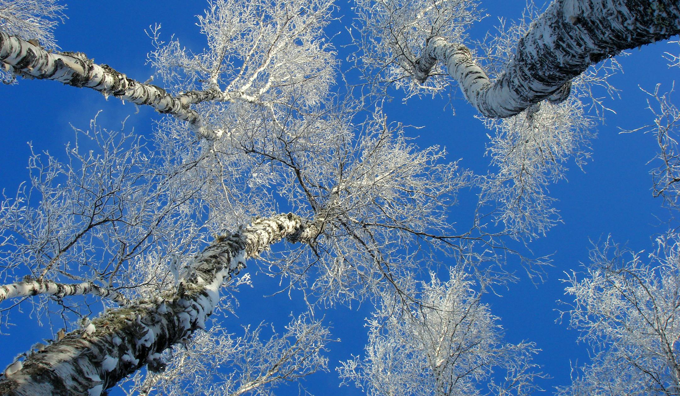 Frosted Birch trees reach for the sky on a bitter cold morning in December. ] Minnesota -State of Wonders, Arrowhead in Winter BRIAN PETERSON &#x201a;&#xc4;&#xa2; brian.peterson@startribune.com Grand Marais, MN 2/14/2014