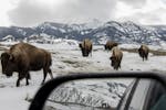 A bison herd within the Montana side of Yellowstone National Park, March 13, 2023. The bison at Yellowstone make up the country's largest population, 