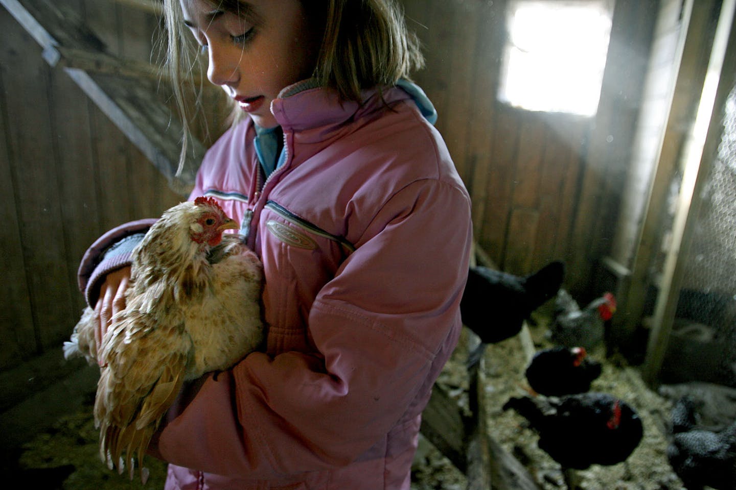 Felicity Mecredy, 9, gave one of her family's chickens a hug in the chicken barn on their 10-acre hobby farm. The Mecredys specialize in eggs and pick-your-own strawberries and raspberries.