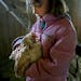 Felicity Mecredy, 9, gave one of her family's chickens a hug in the chicken barn on their 10-acre hobby farm. The Mecredys specialize in eggs and pick