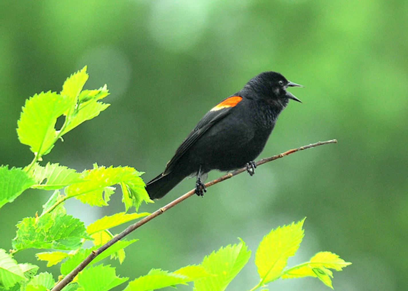 Red-winged blackbirds sing in wetlands in March. Jim Williams photo