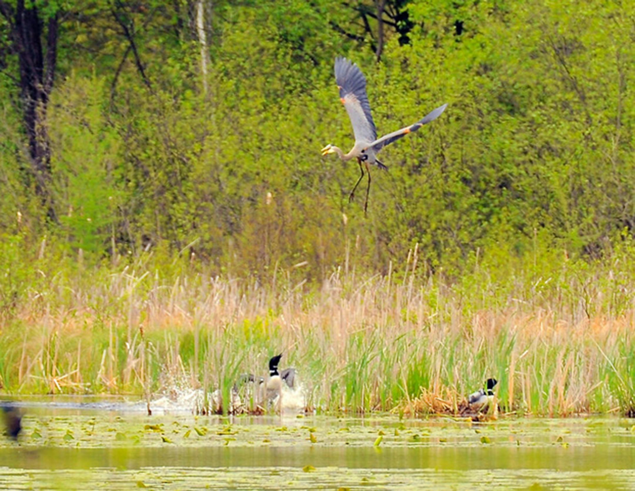 A common loon descends to a shoreline where a pair of common loons are.
