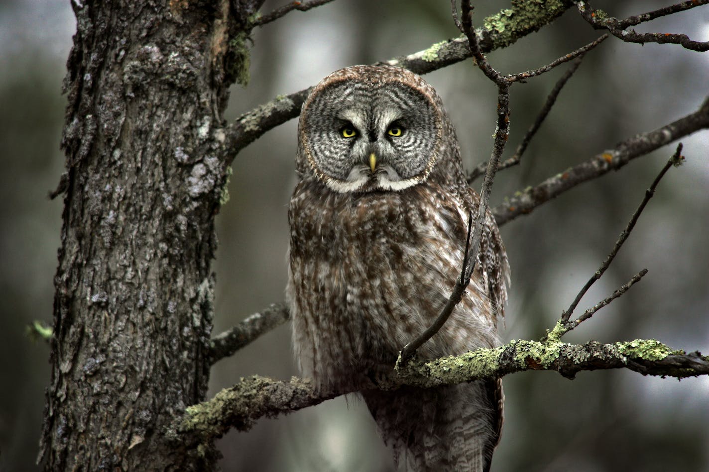 For serious bird watchers, the Sax-Zim Bog in rural St. Louis County is a unique boreal habitat in the U.S. that attracts serious birdwatchers from around the world to see species like great grey owls and boreal chickadees not easily seen anywhere else. For many birders the Great Gray Owl is the "Life Bird" many come to Sax Zim Bog to see. (Photographed on a previous search in Northern Minnesota.)