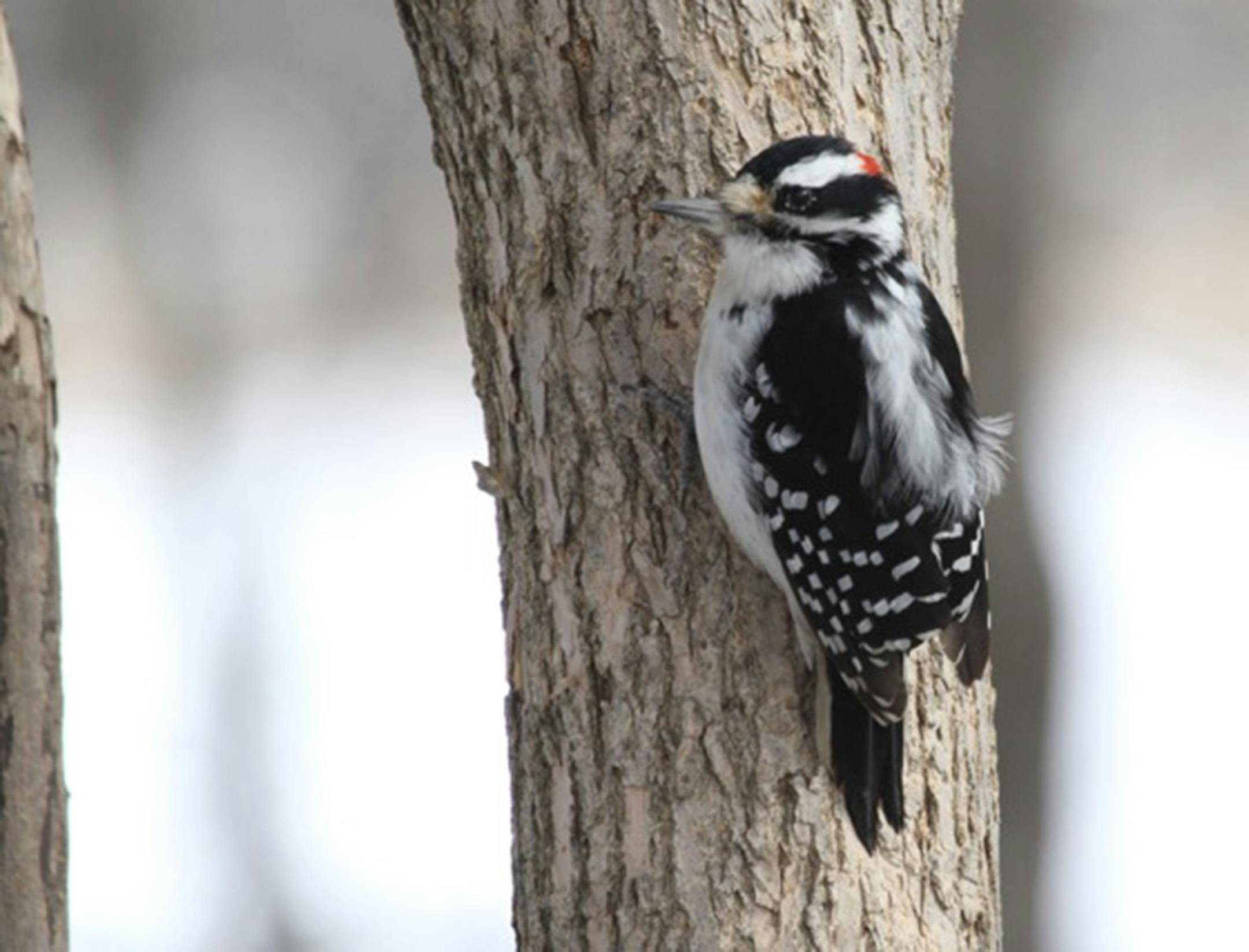 Photo by Don Severson The high contrast between a downy woodpecker&#xed;s feathers make the bird very noticeable to us, but counterintuitive as it may seem, this helps them hide from predators.