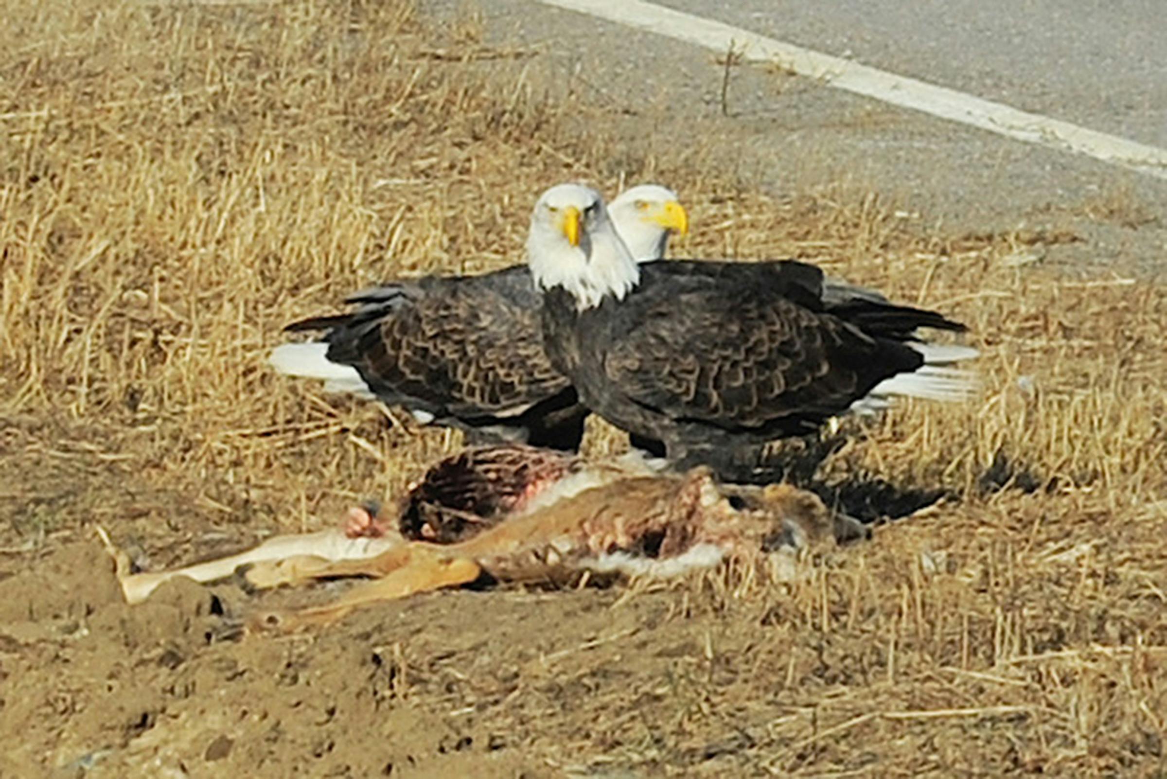 Who deals with animals that meet their untimely demise on the road in Minnesota?