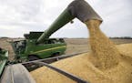 Beijing's decision to restore access to low-cost U.S. soybeans also would help Chinese pig farmers who use soy as animal feed.