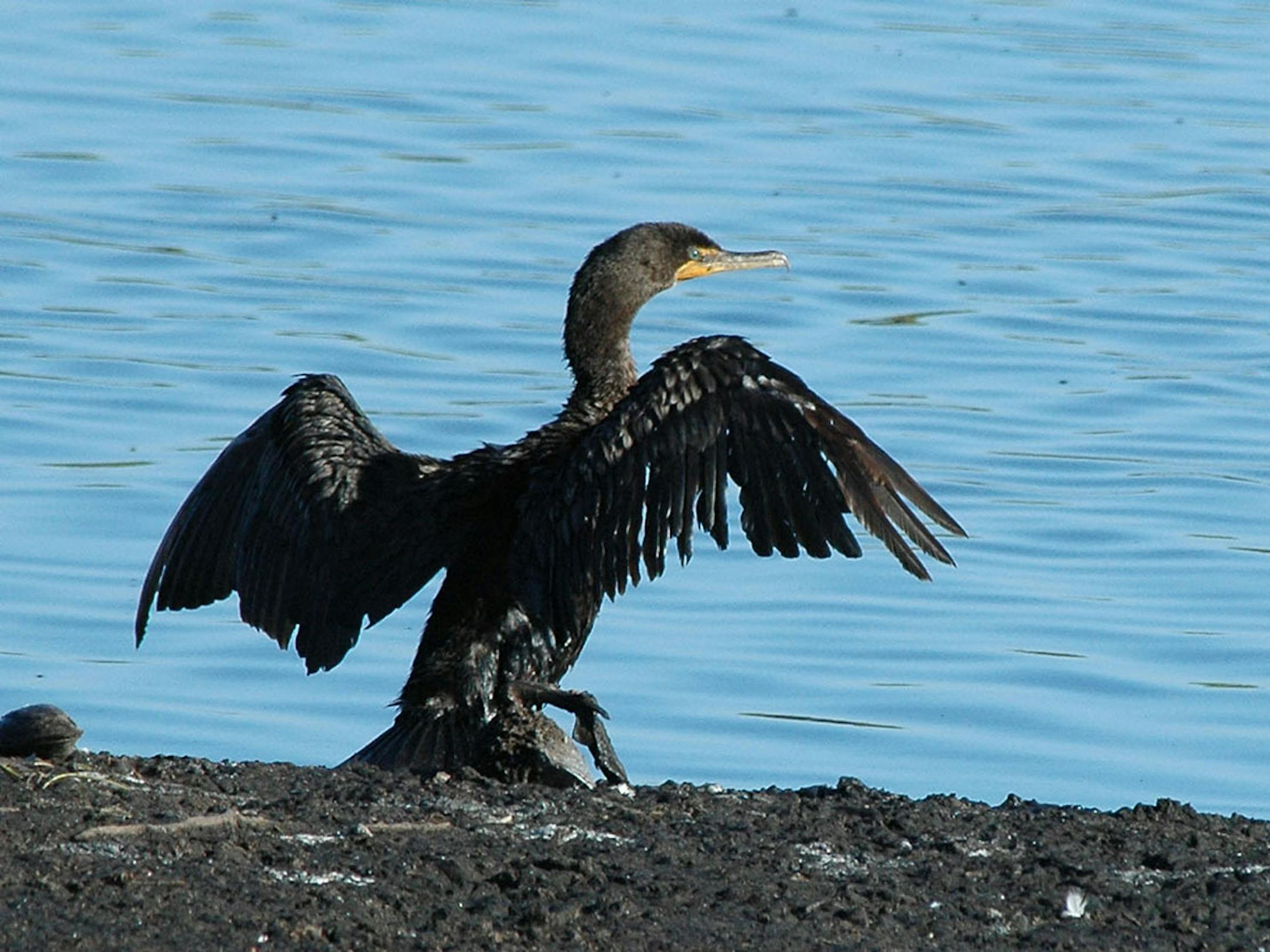 A Double-crested Cormorant drying its wings. The birds dive for fish, and must dry afterward. Must credit Jim Williams, submitted for birding page content
