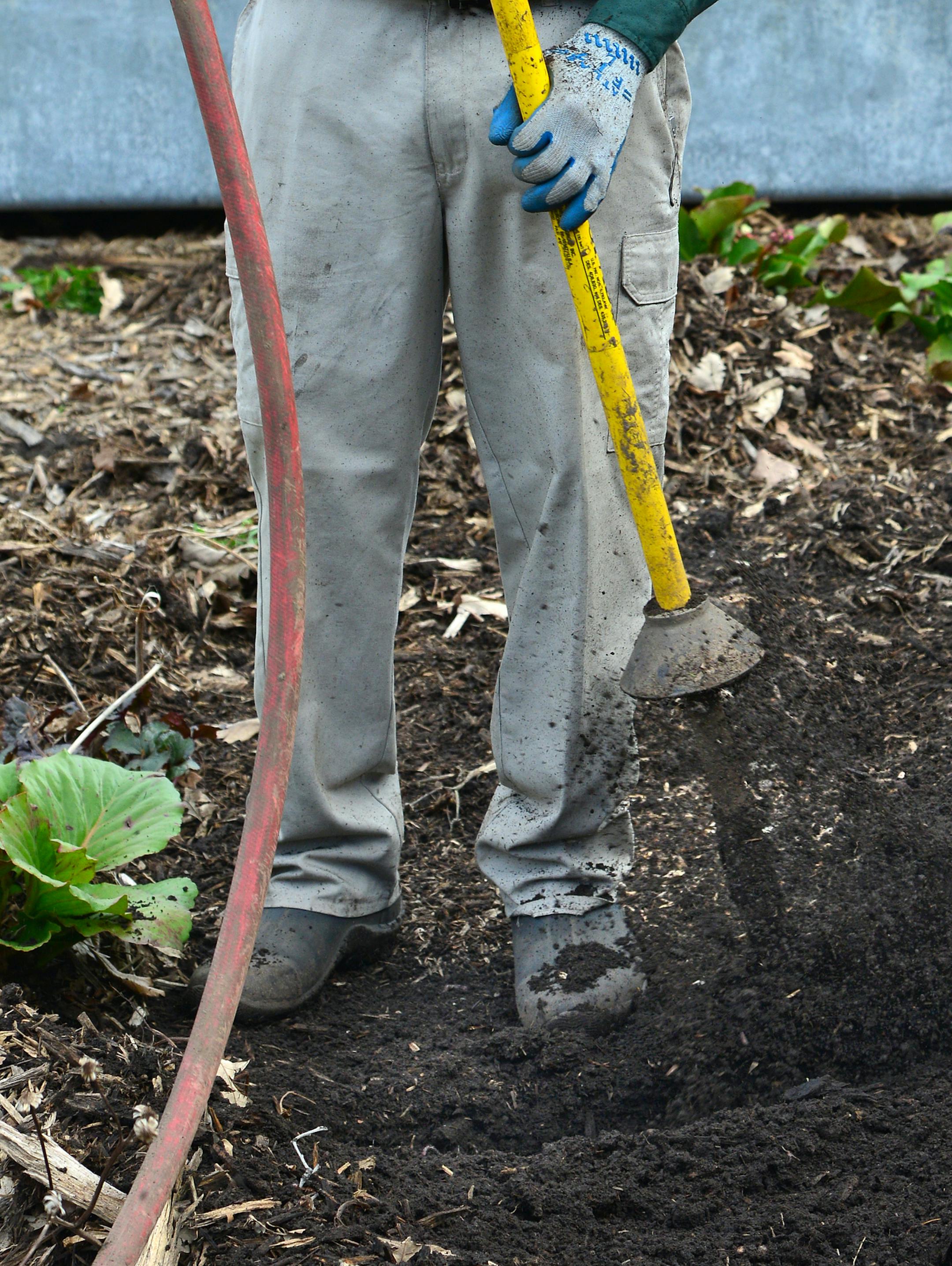 Mike Van Dyken a technician with Bartley Tree Experts used the compressed air tool to loosen the compacted soil around a burr oak near the gorilla house . ]Bartlett Tree Experts are conducted a demonstration at Como Park Zoo on a new process that uses air tools to loosen compacted soil -- one of the big problems in commercial developments -- without digging trenches and disturbing the roots of existing trees and employs an organic material called "biochar," made from "cooked" biomass, that promo
