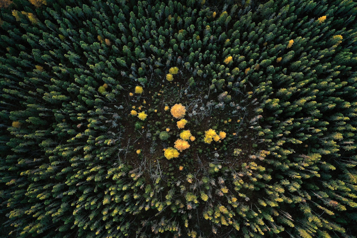 The states northern forests are under stress, this is a stand of Spruce (green) and Tamarack (Bright yellow in fall) in the Cloquet Valley State Forest. ] The state's forests are hitting a perfect storm of bad fortune and long term change, creating a tinder box set to cause major fires this year. The burgeoning drought is coming with high temperatures after a rather weak winter with little snowfall. Spruce killing beetles are in the midst of a years-long bloom. Northern paper mills have shut down, leaving a plethora of dead and dying trees with no place to go. The emerald ash borer is spreading, killing off tens of thousands of ash. The eastern larch beetle is killing off the vast majority of the state's tamarack trees. With no water and higher spring temperatures, most trees are struggling to fight off pests of all sorts. There is a great deal of fuel out there..