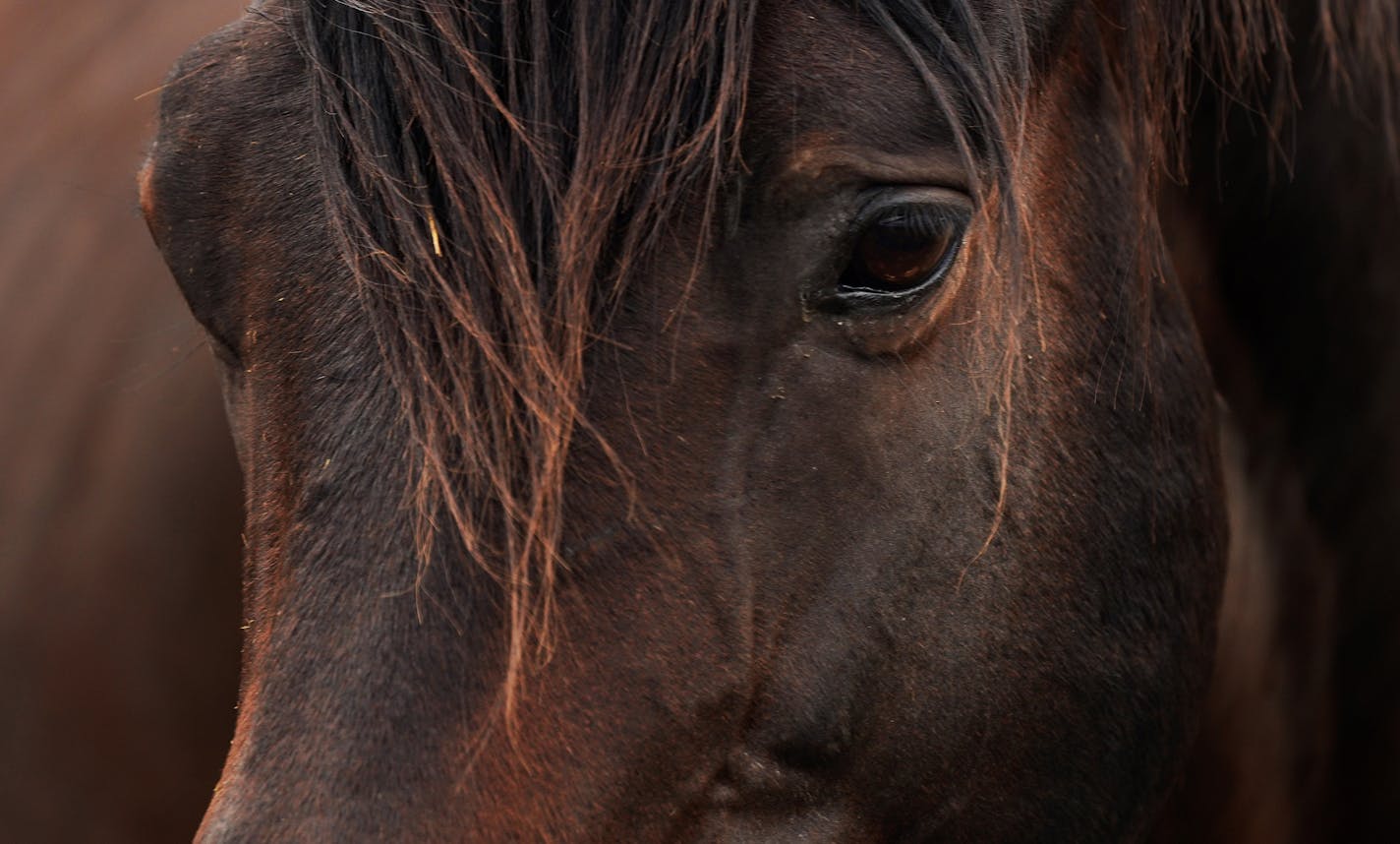 Officer Big Man fractured his knee in 2004 while winning his first and only race at Canterbury. Many horses with similar injuries are euthanized, but Bowman gave him a chance to heal. "I enjoy having him around, because he's just a beautiful horse," he says.