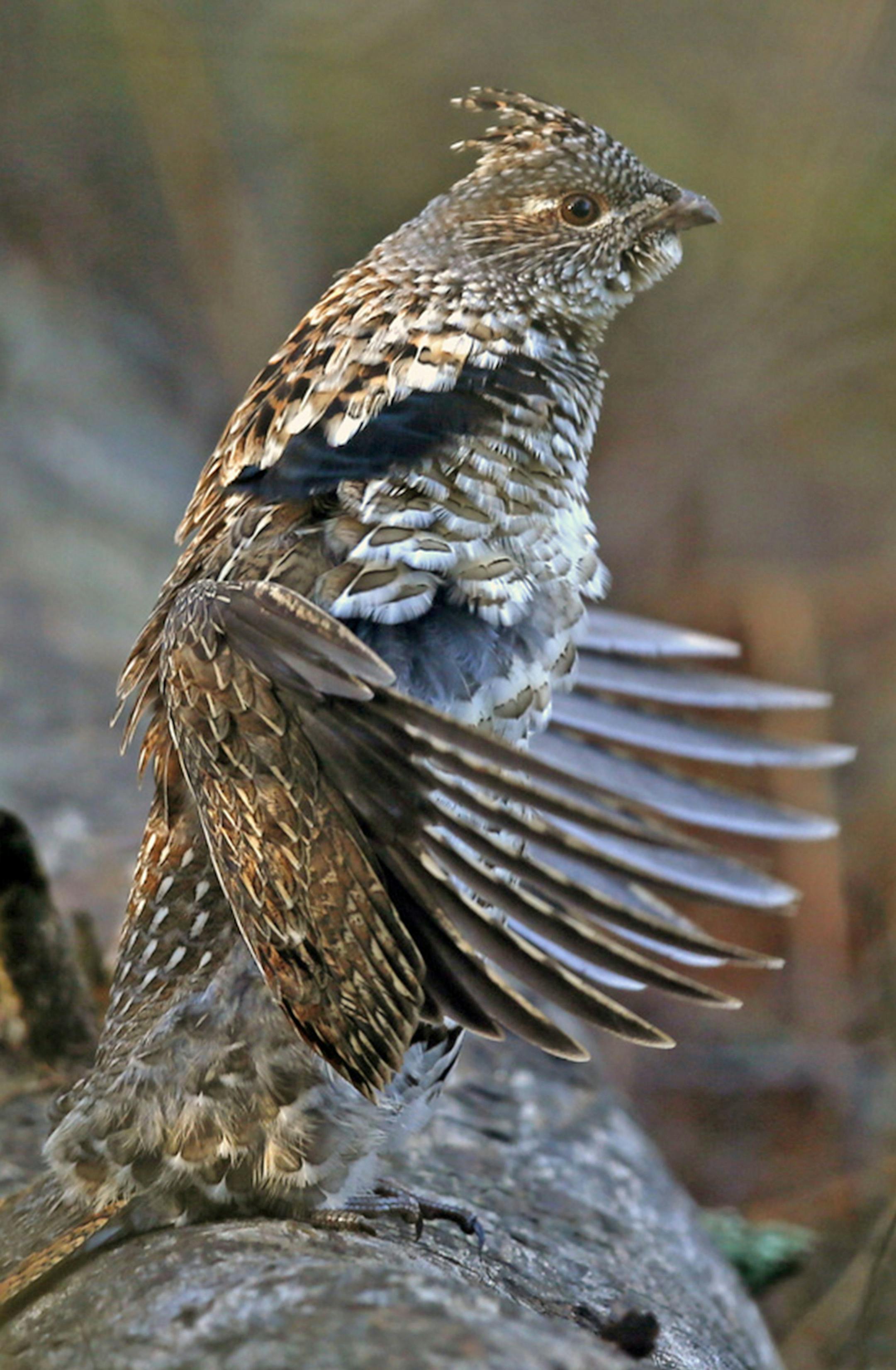 Ruffed Grouse drumming on a log. In spring, DNR cooperaters count the number of "drums'' they hear at specific location to gauge the bird's population. ORG XMIT: MIN1409112132480444