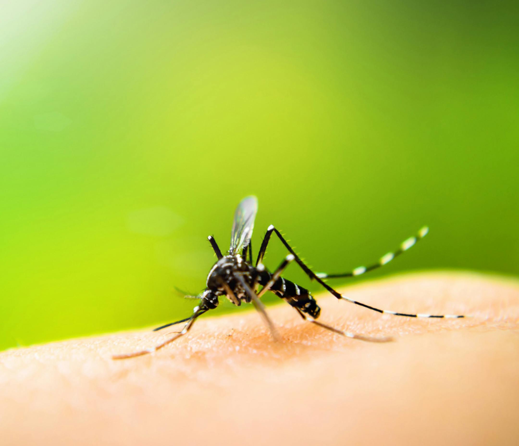 A team of European researchers has unveiled the mechanism that mosquito-borne viruses use to infect the rest of the body, potentially causing greater sickness. (Photo courtesy Fotolia/TNS)