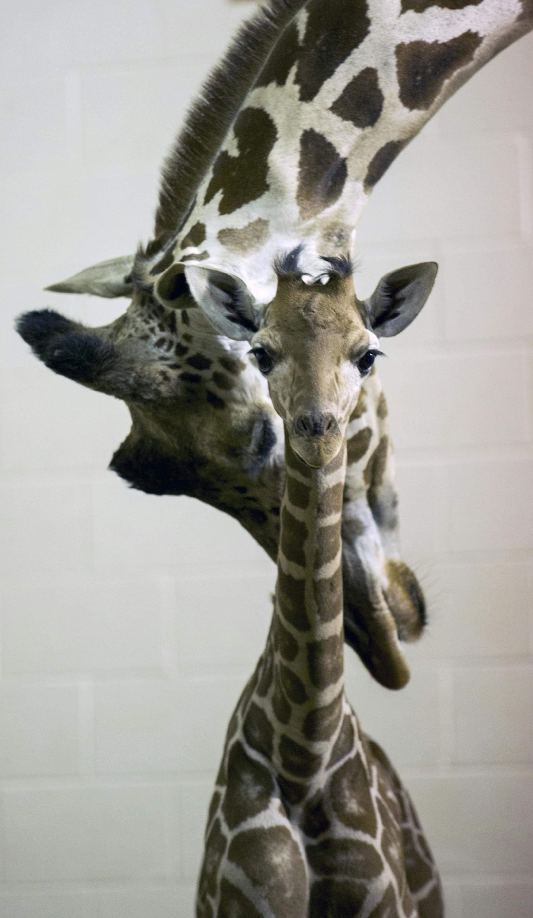 Como Zoo is excited to welcome a new baby giraffe named "Skye" to its herd. Coming in to the world at 6 feet tall and weighing 145 pounds, the baby is ready to stand tall and be introduced to the public today.