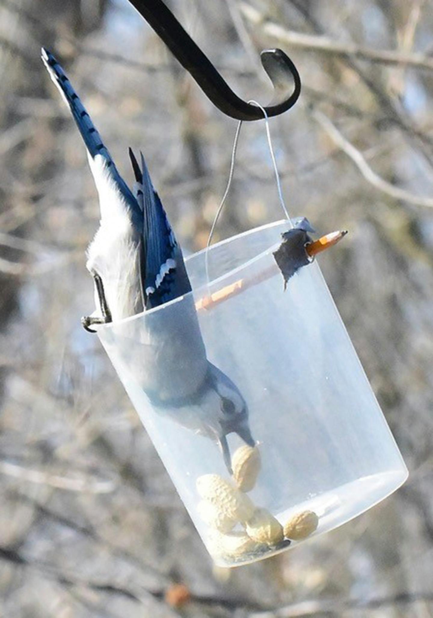 You don't need fancy materials to make a feeder. This one is made of a plastic deli container, pencil, wire and duct tape to patch crack made when hole drilled.