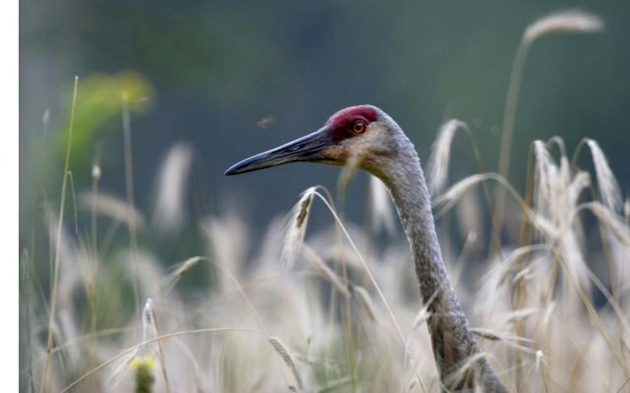 In a field of rye grass, a Sandhill crane feasts on bugs at Carlos Avery Wildlife Management Area/ Anoka County. About 30 pair of the cranes nest on the refuge, and as many as 100 individuals spend time there in the summers in some years. Chris Welsch/Startribune.