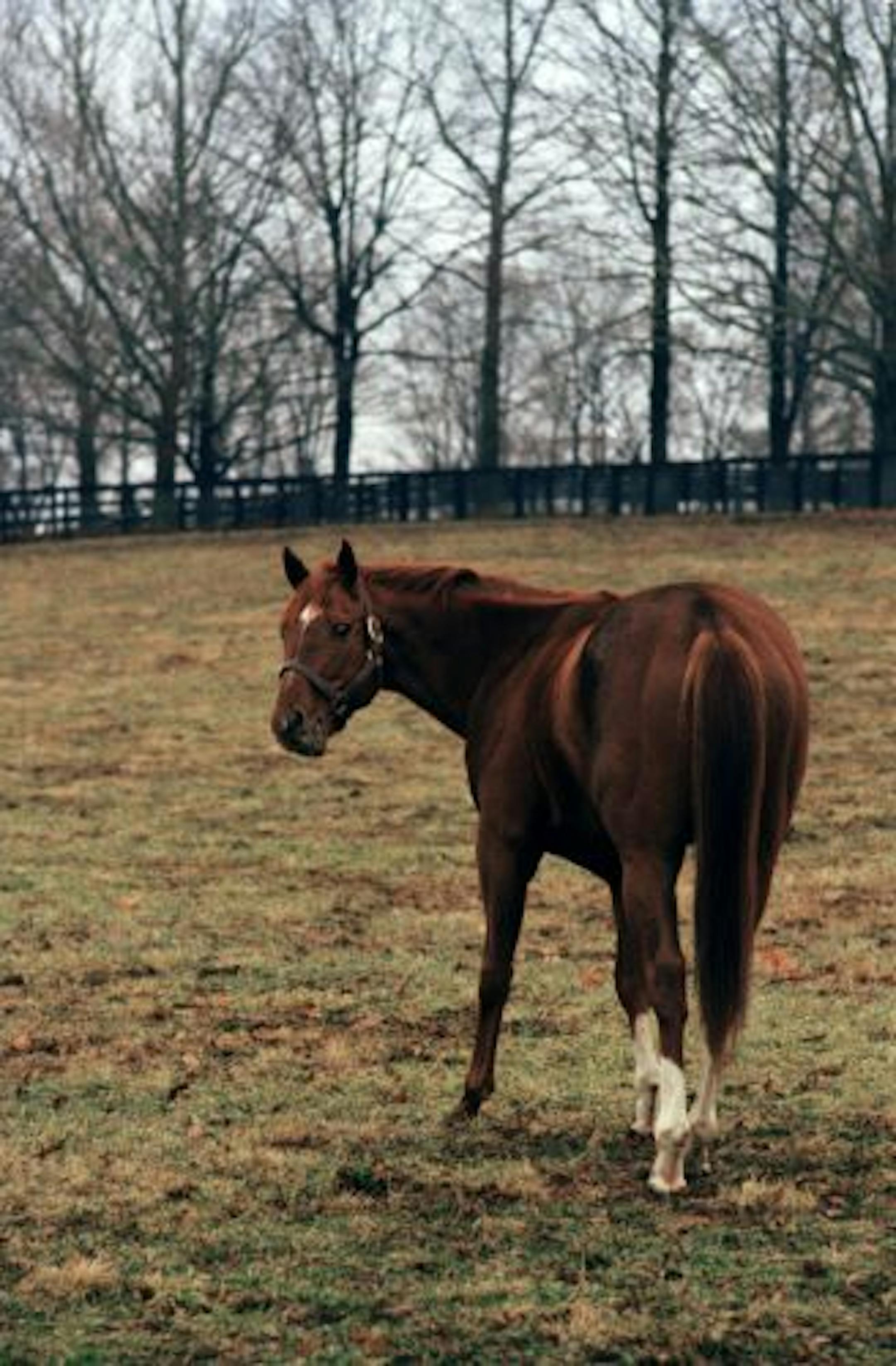 Secretariat, the chestnut colt who captured the Triple Crown in 1973, relaxes at a farm in Kentucky in 1974.
