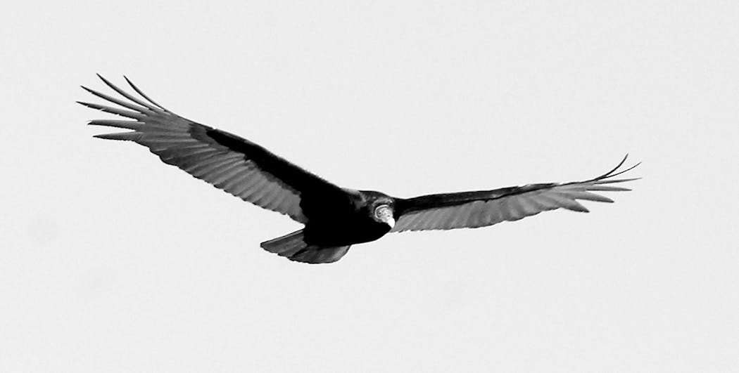 Turkey vulture in flight.