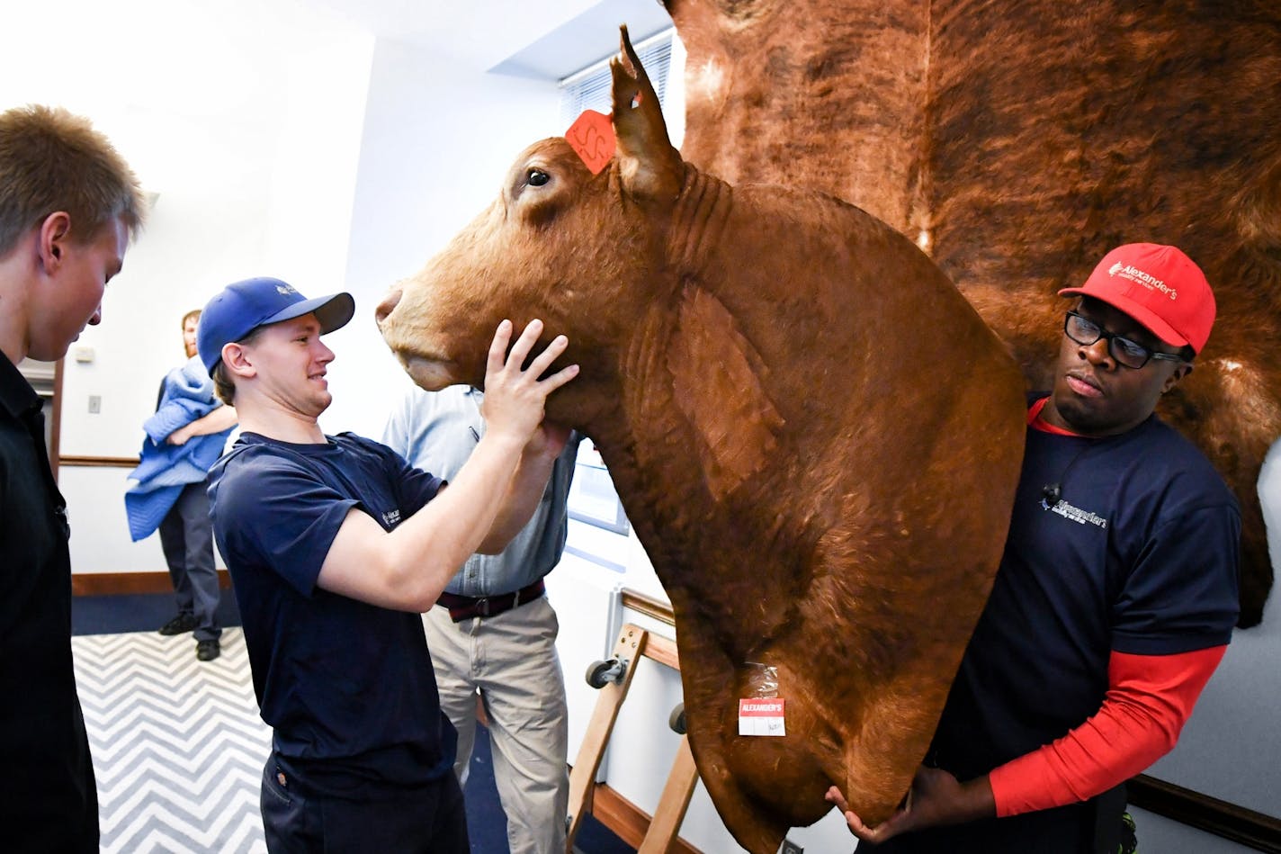 Republican Senator Julie Rosen's mounted bull Cooper was very gently removed from her office in the state Office Building and carefully wrapped for the trip across the street to her new office in the Senate Office Building. The movers from Alexander's Mobility Services are Tyler Nowak, left and Michael Scott, right.