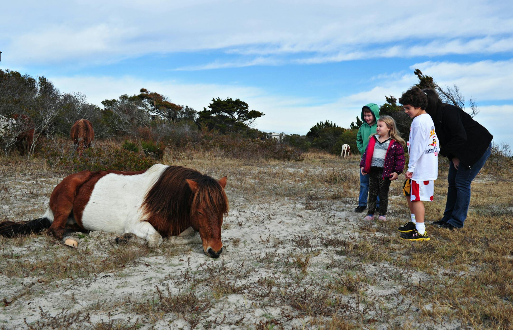 People approach a horse at the Assateague Island National Seashore near Berlin, Maryland on November 27, 2015. Many tourists ignore warnings to keep a safe distance as the "wild" horses on Assateague are actually feral animals, meaning that they are descendants of domestic animals that have reverted to a wild state. (Karen Bleier/AFP/Getty Images/TNS)