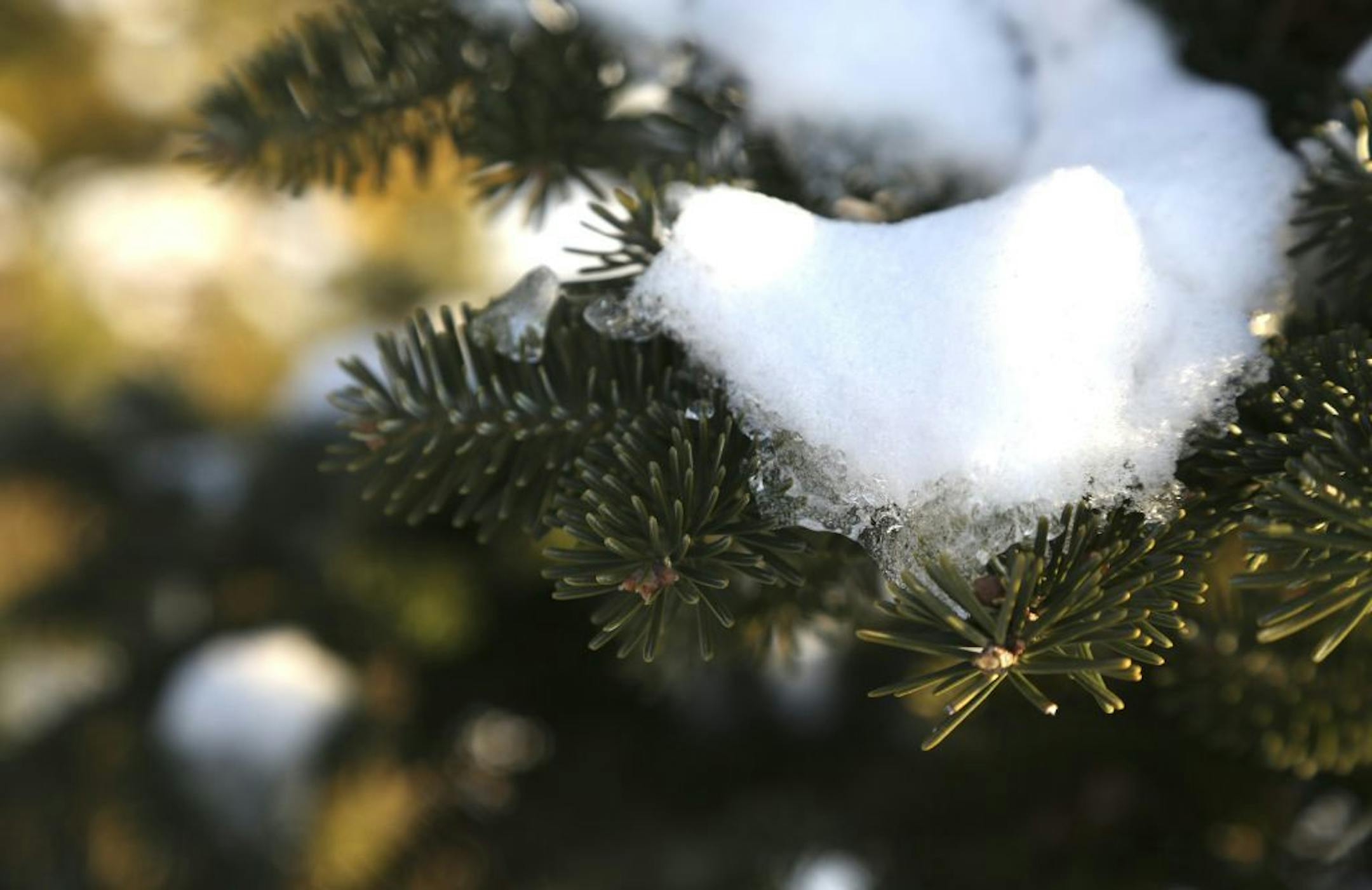 Snow slowly melted on a branch of a Balsam tree at Hansen Tree Farm in Ramsey, Min., Thursday December 13, 2012. The farm is celebrating its 60th year anniversary this holiday season.
