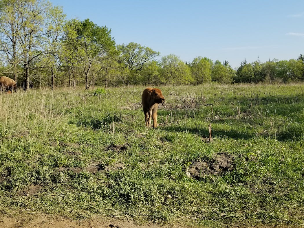 Bison calves are upping the cuteness quotient at Minneopa.