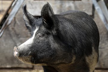 The Minnesota agricultural commissioner said 10,000 hogs a day are being euthanized in Minnesota.